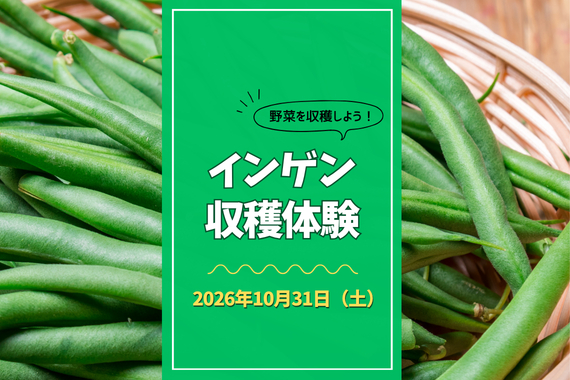 10/31(土)参加者募集!『インゲン収穫体験』