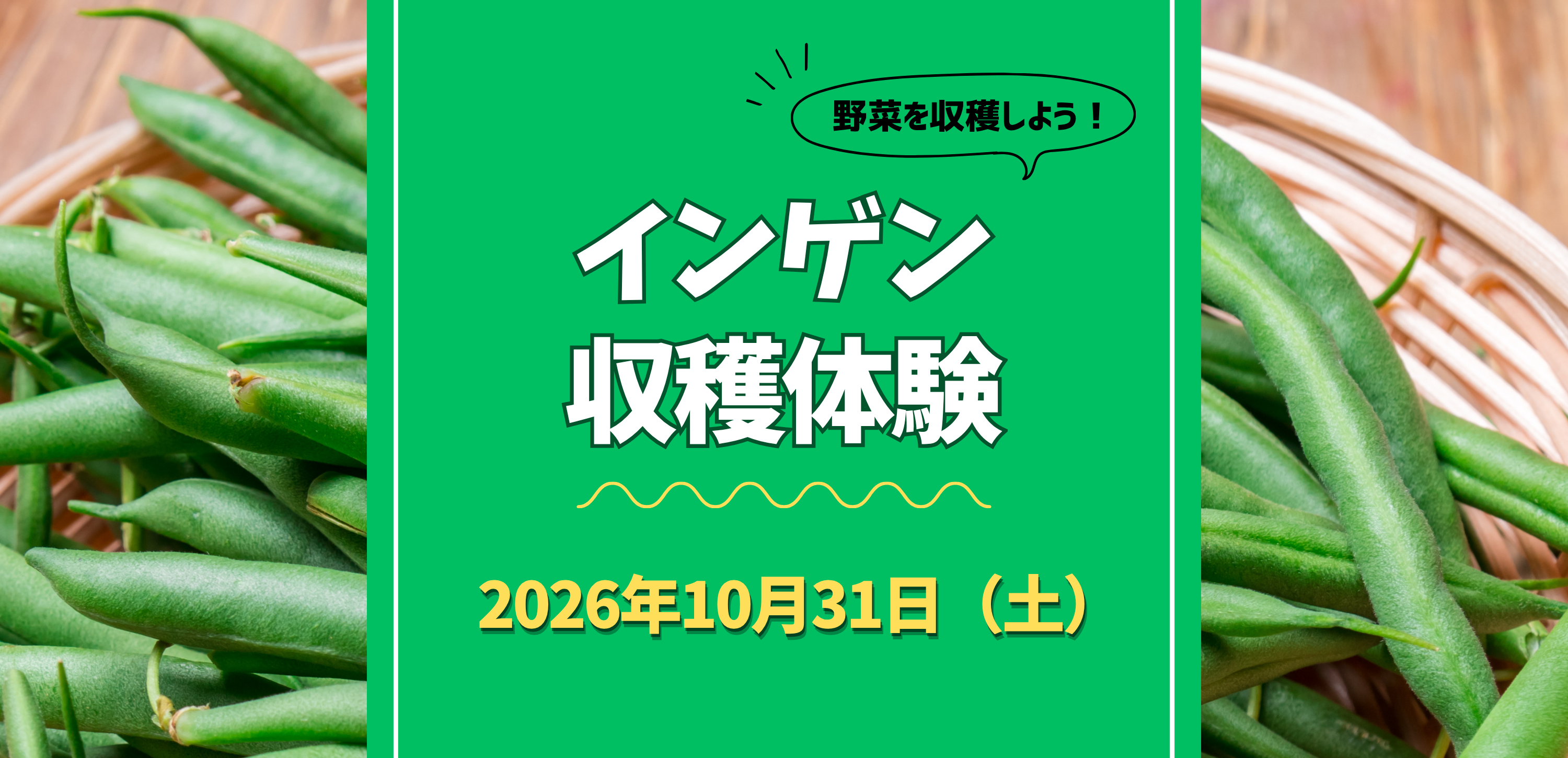 インゲン収穫体験