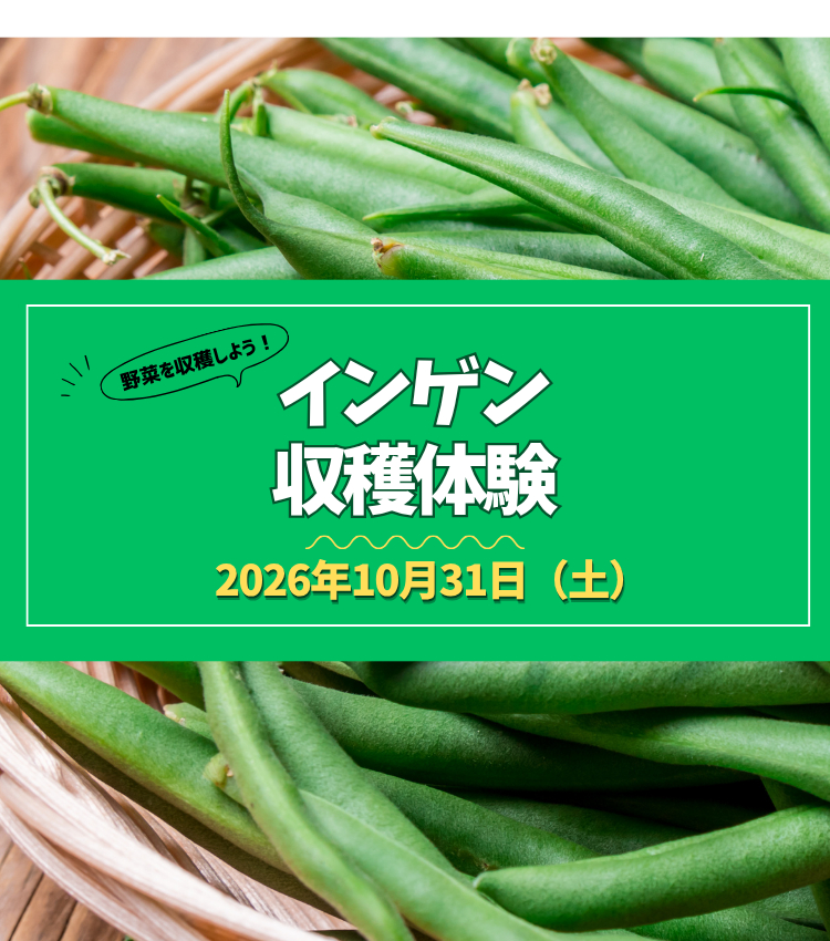 インゲン収穫体験