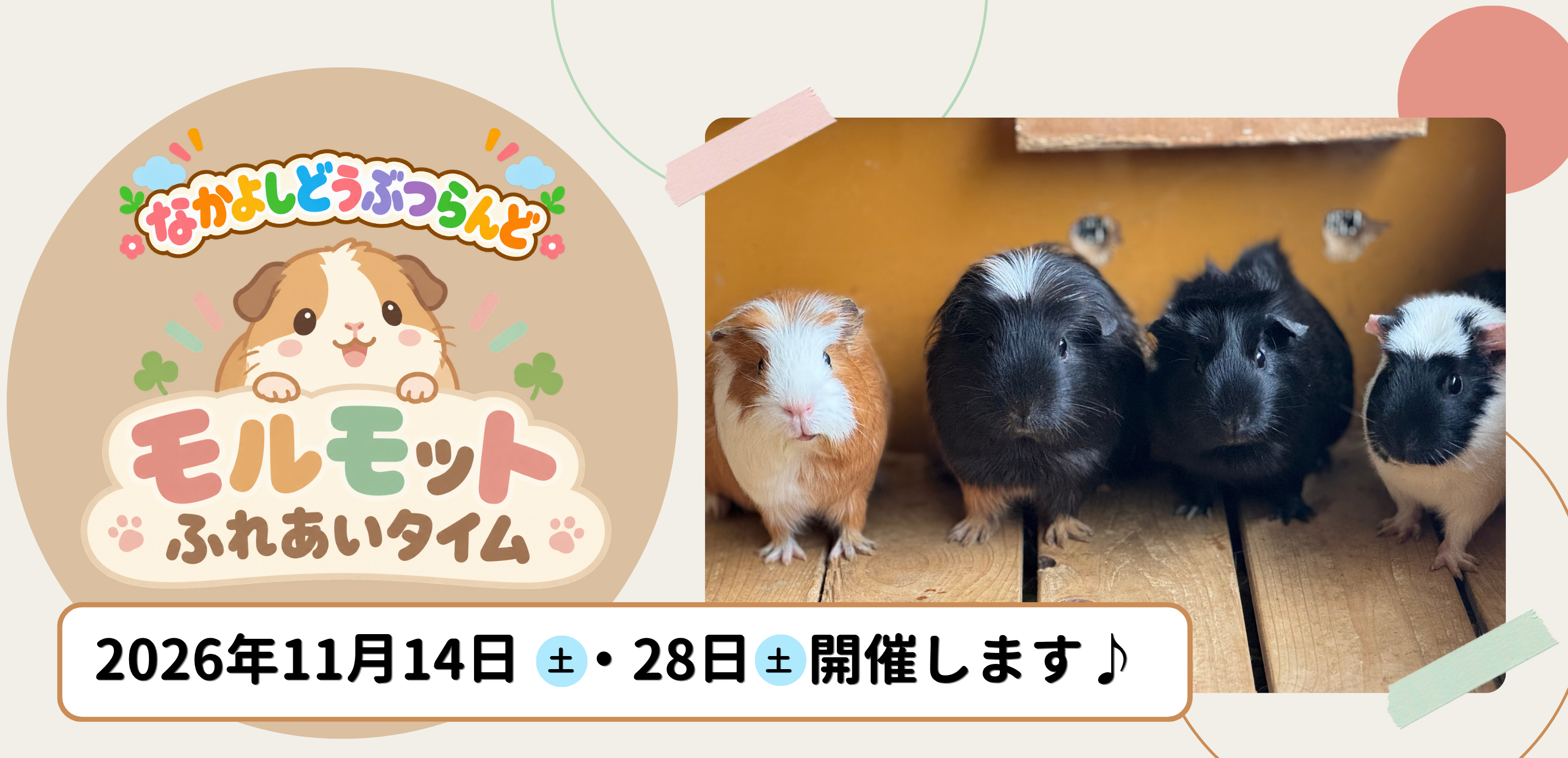 モルモット